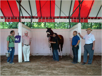 Above All Odds in the saddling stall