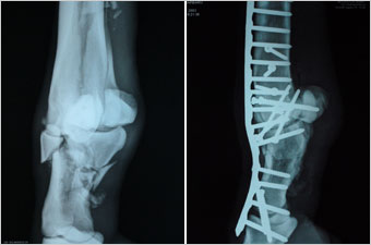 Barbaro x-rays