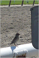 Bird on the rail at Belmont