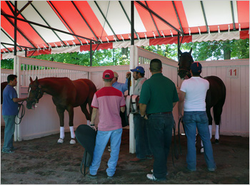 Curlin and Pyro schooling in the paddock