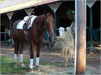 Funny Cide on the backstretch