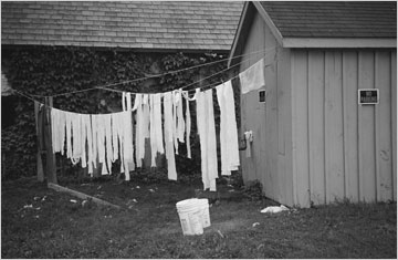 Horse laundry