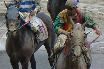 Muddy Suffolk horses