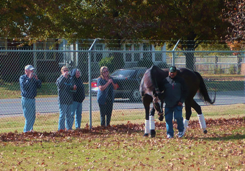 Zenyatta grazing